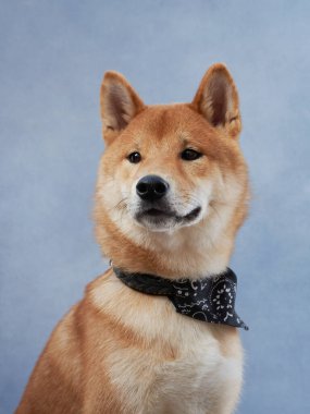 Bandana 'lı Shiba Inu köpeğini eğlenceye hazır hale getirin. Stüdyoda hayvan