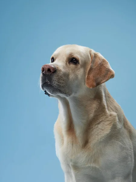 poised Labrador Retriever dog presents a profile view against a blue backdrop, exuding calmness and nobility