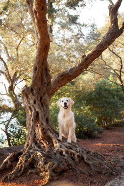 Beyaz bir Golden Retriever köpeği düşünceli bir şekilde yaşlı bir ağacın yanında yatıyor.