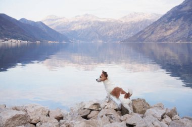 Jack Russell Terrier köpeği, sakin bir göl ve dağ manzarasına karşı kayalık arazide duruyor.
