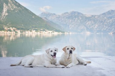 İki Labrador Retriever köpeği bir rıhtımda dinleniyor, sakin bir göl ve arka planda dağlar var.