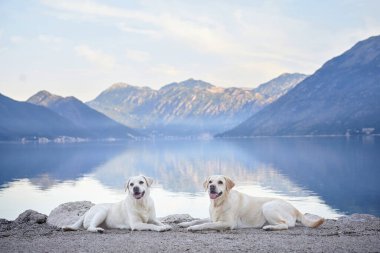 İki Labrador Retriever köpeği bir rıhtımda dinleniyor, sakin bir göl ve arka planda dağlar var.