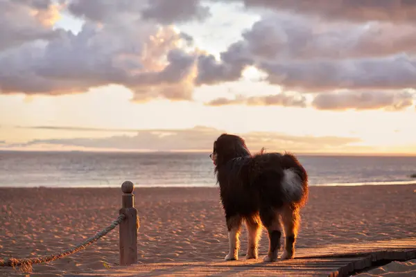 Споглядальний Австралійський Вівчарка Сидить Піщаному Пляжі Заході Сонця Дивлячись Горизонт — стокове фото
