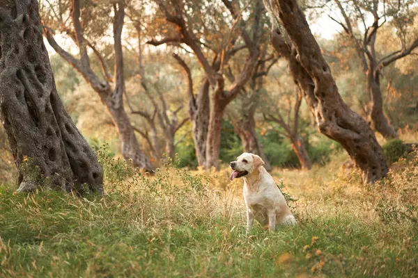 Neşeli bir Labrador Retriever köpeği, güneşli bir zeytin koruluğunda duruyor. Altın ışık, dostça tavrını geliştiriyor.