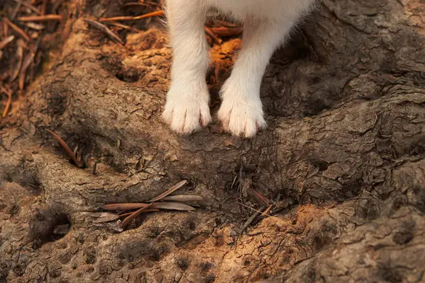 Close-up of a dog white paws on a rugged tree root, symbolizing exploration and adventure