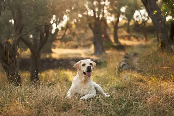 Huzurlu bir Labrador Retriever köpeği güneş lekeli bir zeytinlikte dinleniyor. Doğada evcil hayvan