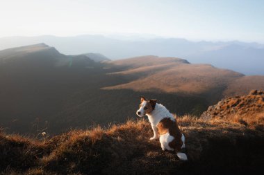 Bir Jack Russell Terrier köpeği, güneş batarken geniş bir manzaraya bakan bir dağ sırtında derin derin oturur.