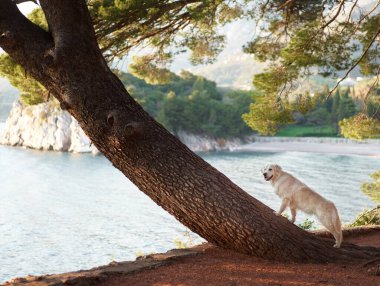 Krem renkli bir Golden Retriever köpeği eğimli bir ağaç gövdesinin üzerinde duruyor. Arka planda ormanlık bir kıyı şeridi olan sakin bir koya bakıyor.