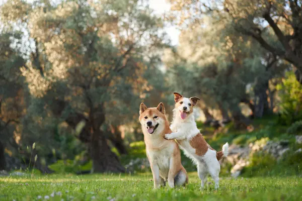 Two joyful dogs a Shiba Inu and a Jack Russell Terrier share a playful moment in a verdant grove,