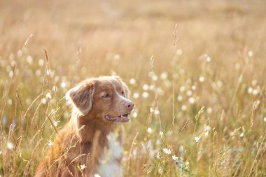 Bir Nova Scotia Duck Tolling Retriever köpeği güneşli bir arazinin altın parıltısının tadını çıkarır. Doğada evcil hayvan