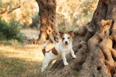 Jack Russell 'ı uyarın. Teriyer köpeği şafak vakti altın zeytin koruluğunu keşfeder.