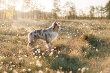 Bir Border Collie köpeği şafak vakti rüya gibi bir çayırda duruyor, altın ışık çiğ karahindibaların üzerine huzur saçıyor.