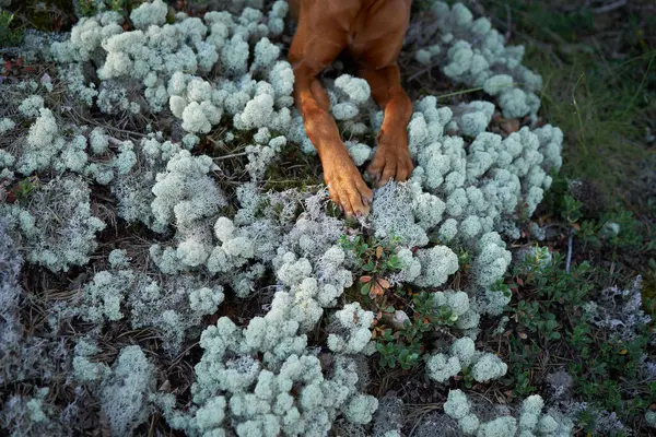 A curious dog explores delicate alpine vegetation, delicately sniffing at the flora. The focus on the animal paws amidst the intricate lichen texture creates a contrast between life forms