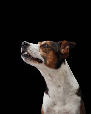 Siyah bir arka planda çekilen bir köpek portresi. Çekici melez, keskin gözlü.