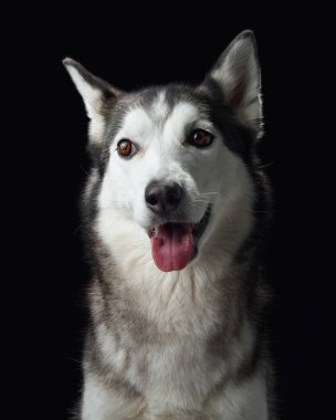Sibirya Husky köpeğinin yoğun bakışları karanlıktan çıkar keskin özelliklerini ve ruhsal gözlerini ön plana çıkarır.. 