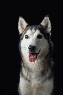Sibirya Husky köpeğinin yoğun bakışları karanlıktan çıkar keskin özelliklerini ve ruhsal gözlerini ön plana çıkarır.. 