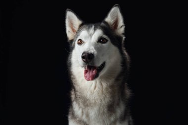 Sibirya Husky köpeğinin yoğun bakışları karanlıktan çıkar keskin özelliklerini ve ruhsal gözlerini ön plana çıkarır.. 