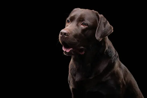 Ein Beschaulicher Schokoladenfarbener Labrador Hund Blickt Vor Schwarzem Hintergrund Die — Stockfoto