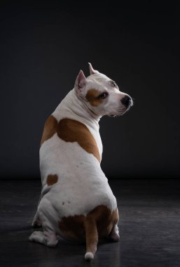 Beyaz ve kahverengi bir Amerikan Staffordshire Terrier köpeği arkasını dönük bir şekilde oturur. Stüdyo karanlığı ciddi bir hava katar.