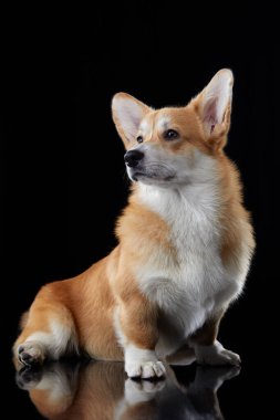 Neşeli bir Galli Corgi Pembroke köpek kulakları Parlak bir bakışla özünü yakalar