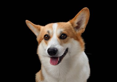 Neşeli bir Pembroke Galli Corgi, koyu siyah bir arkaplana karşı geniş açıyla sırıtıyor, mutluluk saçıyor. Bu köpeğin neşeli tavırları ve parlak gözleri.