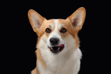 Siyah bir arka plana karşı parlak bir ifadeyle neşeli bir Pembroke Galli Corgi köpeği. Köpekler canlı gözler ve açık ağızlar neşeli ve dost canlısı bir tavır sergiliyor.