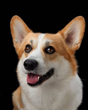 Siyah bir arka plana karşı parlak bir ifadeyle neşeli bir Pembroke Galli Corgi köpeği. Köpekler canlı gözler ve açık ağızlar neşeli ve dost canlısı bir tavır sergiliyor.