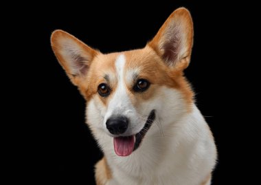 Neşeli bir Pembroke Galli Corgi, koyu siyah bir arkaplana karşı geniş açıyla sırıtıyor, mutluluk saçıyor. Bu köpeğin neşeli tavırları ve parlak gözleri.