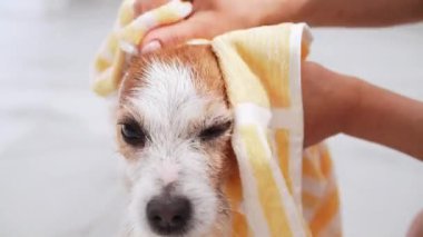 Jack Russell Terrier gibi sevecen bir an yumuşak sarı bir havluya sarılır, evcil hayvan bakımının gösterişli tarafını göstererek