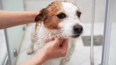 Sabunlu fırça, köpek banyosu günü. Yumuşak eller masaj şampuanı Jack Russell teriyeri montunun içinde ferahlatıcı bir banyo sırasında, dikkatle ve dikkatle temizliğe dikkat ederek