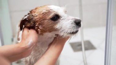 Sabunlu fırça, köpek banyosu günü. Yumuşak eller masaj şampuanı Jack Russell teriyeri montunun içinde ferahlatıcı bir banyo sırasında, dikkatle ve dikkatle temizliğe dikkat ederek