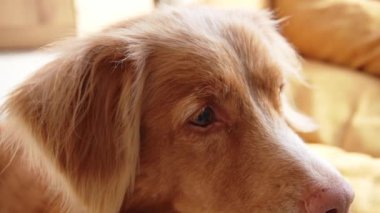 Bir Nova Scotia Duck Tolling Retriever 'ın yumuşak bakışları, zengin altın kürkü nazikçe akıyor, sakinliğini ve sıcaklığını serinletiyor.