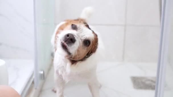Perro Jack Russell Terrier Empapado Sacude Agua Una Ducha Una — Vídeo de stock
