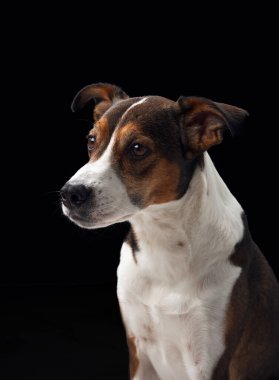 Siyah bir arka planda çekilen bir köpek portresi. Çekici melez, keskin gözlü.