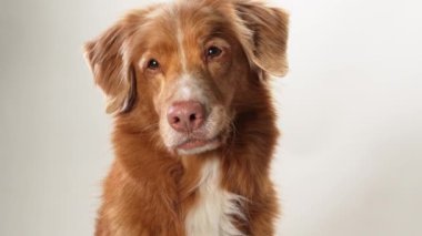 Nova Scotia Duck Tolling Retriever köpeğinin ağırbaşlı duruşu sade bir arka planda, büyüleyici bakışlarıyla vurgulanır.