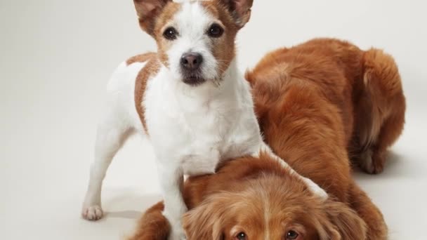 Ένας Προσεκτικός Jack Russell Terrier Και Μια Γαλήνια Nova Scotia — Αρχείο Βίντεο