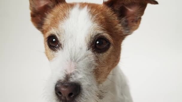 ジャック ラッセル テリアの犬の顔はフレームを満たし その魂的な茶色の目は 厳しい白い背景に対して感情の配列を伝えます — ストック動画