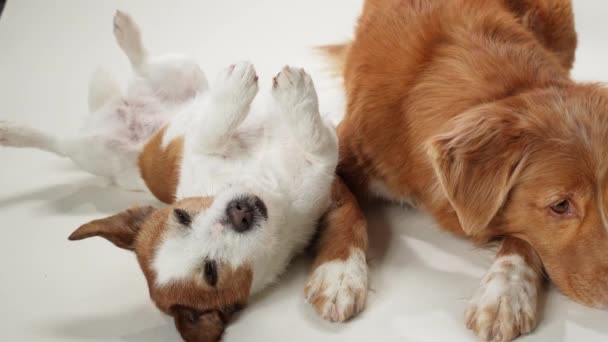 Ein Wachsamer Jack Russell Terrier Und Ein Gelassener Nova Scotia — Stockvideo