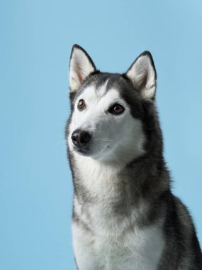 Sibirya Husky 'sini uyarın, bir stüdyo ortamında canlandırılmış, delici bakışlarını sergiliyor. Köpek portresi, sakin mavi bir arkaplan karşısında, ikonik işaretleri ve özenli ifadeyi yakalar.