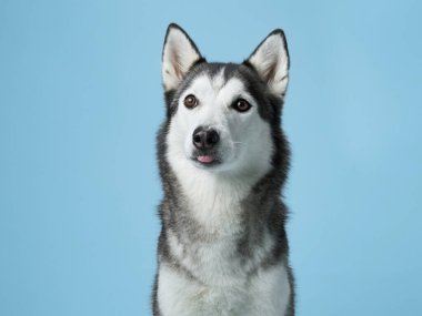 Sibirya Husky 'sini uyarın, bir stüdyo ortamında canlandırılmış, delici bakışlarını sergiliyor. Köpek portresi, sakin mavi bir arkaplan karşısında, ikonik işaretleri ve özenli ifadeyi yakalar.