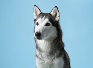 Sibirya Husky 'sini uyarın, bir stüdyo ortamında canlandırılmış, delici bakışlarını sergiliyor. Köpek portresi, sakin mavi bir arkaplan karşısında, ikonik işaretleri ve özenli ifadeyi yakalar.