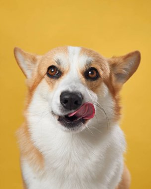 Canlı bir Pembroke Galli Corgi köpeği burnunu yalıyor, güneşli sarı bir arka planda.