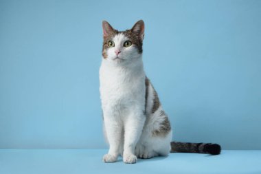 Beyaz ve tekir kürklü özgüvenli bir evcil kedi yumuşak mavi bir arka planda zarif bir şekilde oturur. Özenli yeşil gözleri merakı ve farkındalığı yansıtır.