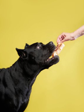 Özenli bir Black Cane Corso, sarıya karşı stüdyo görüntüsü. Görüntü köpeğin neşeli tarafını ve sağlam çenesini gösteriyor, çiğneme oyuncağıyla meşgul..