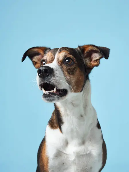 stock image  A spirited mixed breed dog leaps up, its eyes and mouth wide open in anticipation of a treat against a serene blue studio setting