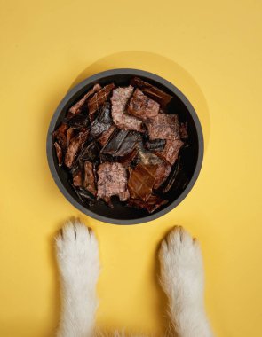 Patiler lezzetli köpek maması dolu bir tabağın üzerinde geziniyor. Bu da bir anlık beklentiyi akla getiriyor.