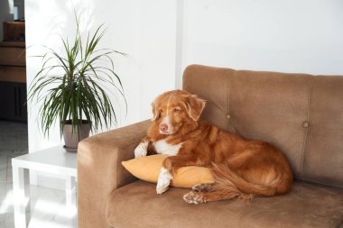 Bir Nova Scotia Duck Tolling köpeği, sevilen bir ev ortamının sükunetini somutlaştırmak için kanepe yastığında rahatça uzanır.