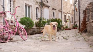 Neşeli bir Labrador Retriever, eski bir kasabanın antika ortamında, kaldırım taşı bir sokakta, pembe bir bisikleti geçiyor.