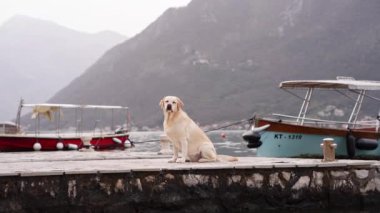  Labrador Retriever köpeği sakince bir rıhtımda oturur. Uzaktaki kayıklar ve dağlarla birlikte. Macera ve sükunet duygusu somutlaşır.