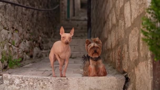 髪のない犬とヨークシャーテリアは 古代の石段に座り 狭い旧市街の路地で活発なセンチネル — ストック動画